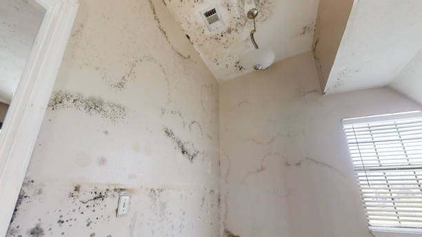 Lamar, SC Mold Removal Company