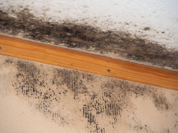 Best Air Quality Testing for Mold Spores  in Lamar, SC