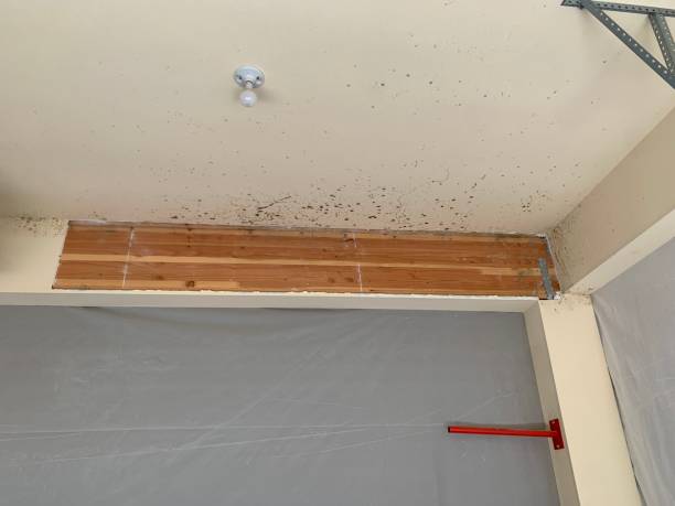 Best HVAC Mold Inspection and Cleaning  in Lamar, SC